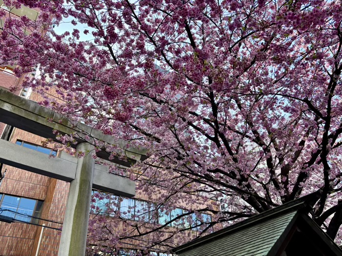 台東区　蔵前神社　河津桜