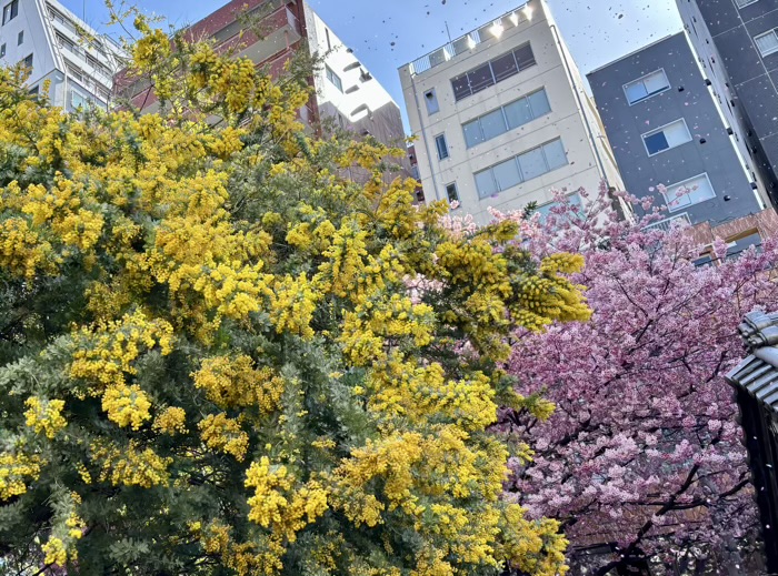 台東区　蔵前神社　河津桜とミモザ