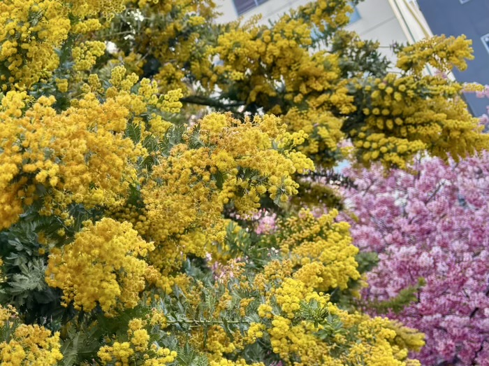 台東区　蔵前神社　ミモザ