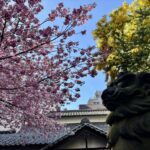 台東区　蔵前神社　ミモザ