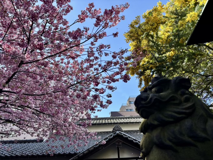 台東区　蔵前神社　ミモザ