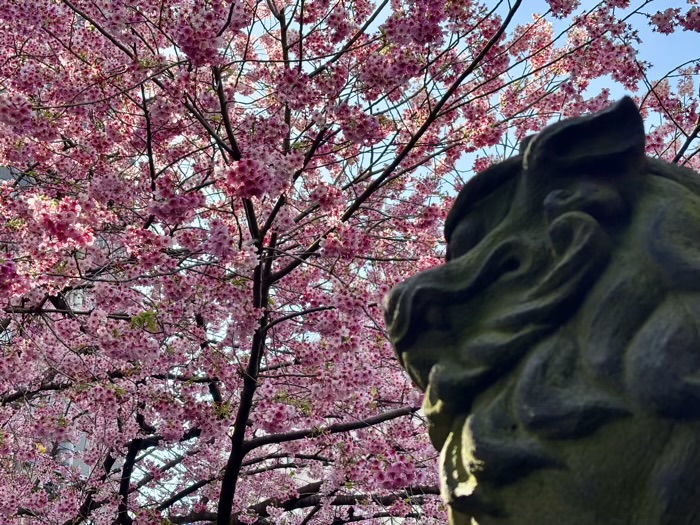 台東区　蔵前神社　河津桜