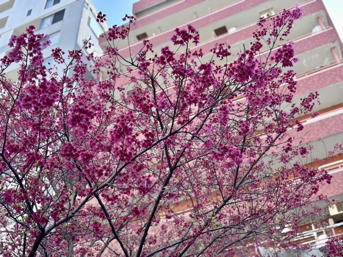 台東区　蔵前神社　桜