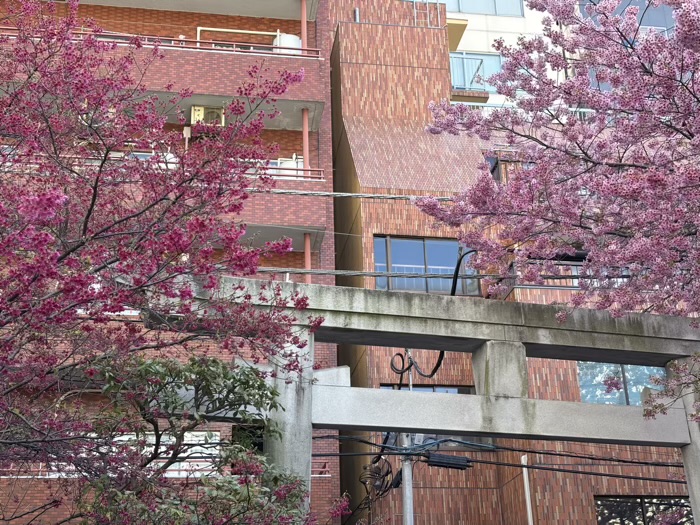 台東区　蔵前神社　桜