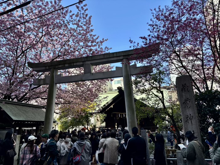 台東区　蔵前神社　ミモザと桜　混雑状況