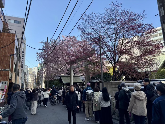 台東区　蔵前神社　ミモザと桜　混雑状況