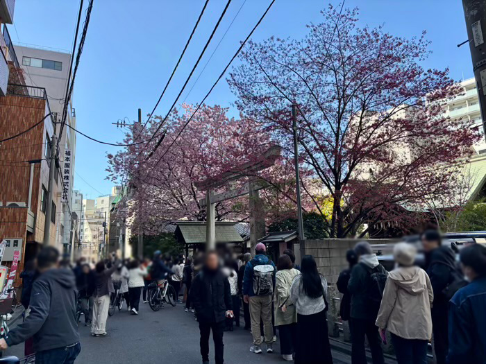台東区　蔵前神社　ミモザと桜　混雑状況