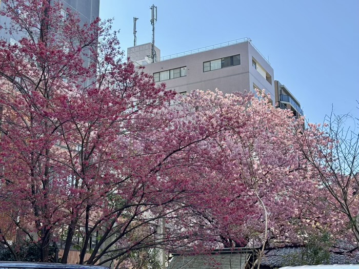 台東区　蔵前神社　桜