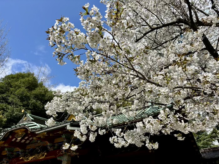渋谷　金王八幡宮　金王桜　開花シーズン