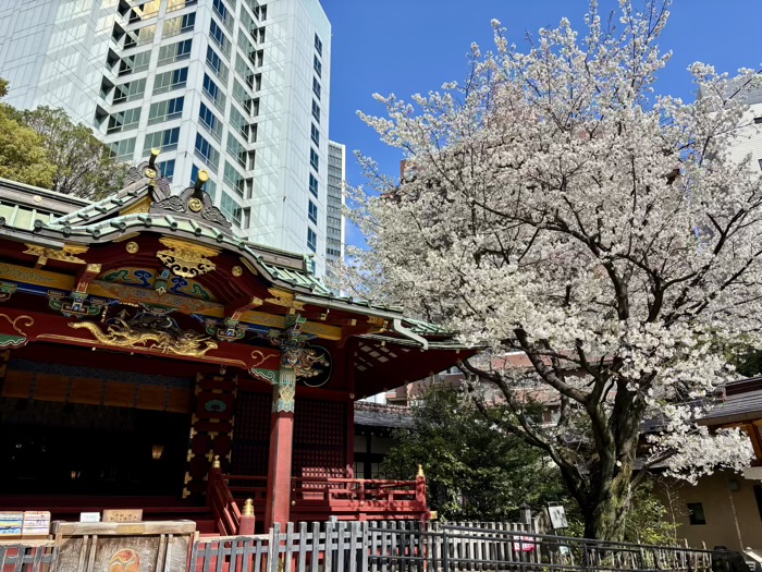 渋谷　金王八幡宮　金王桜　開花シーズン