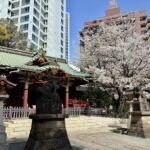 渋谷　金王八幡宮　金王桜　開花シーズン
