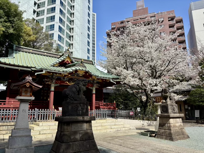渋谷　金王八幡宮　金王桜　開花シーズン