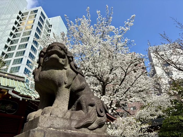 渋谷　金王八幡宮　金王桜　開花シーズン