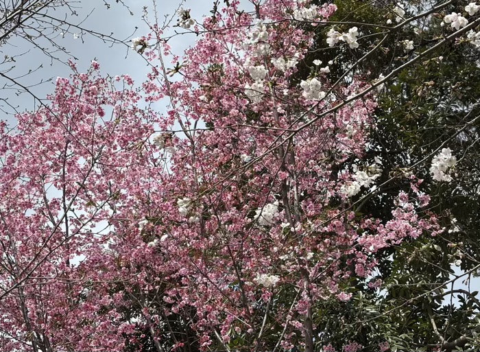 九段下 靖国神社 桜 慰霊の庭