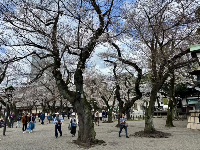 九段下 靖国神社 桜