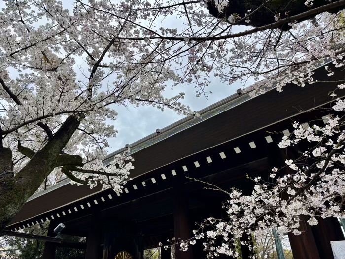 九段下 靖国神社 桜