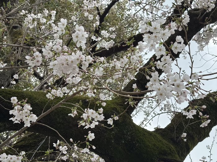九段下 靖国神社 桜