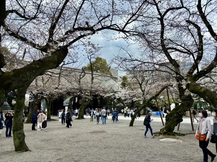 九段下 靖国神社 桜