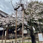 九段下 靖国神社 桜 ソメイヨシノの標本木