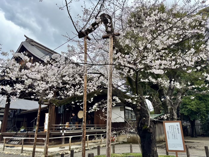 九段下 靖国神社 桜 ソメイヨシノの標本木