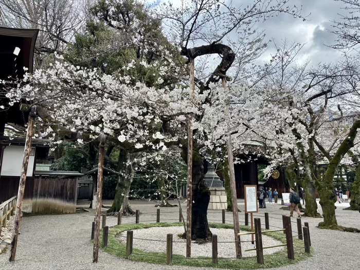 九段下 靖国神社 桜 ソメイヨシノの標本木