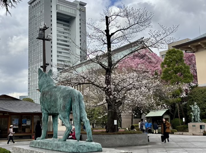 九段下 靖国神社 桜