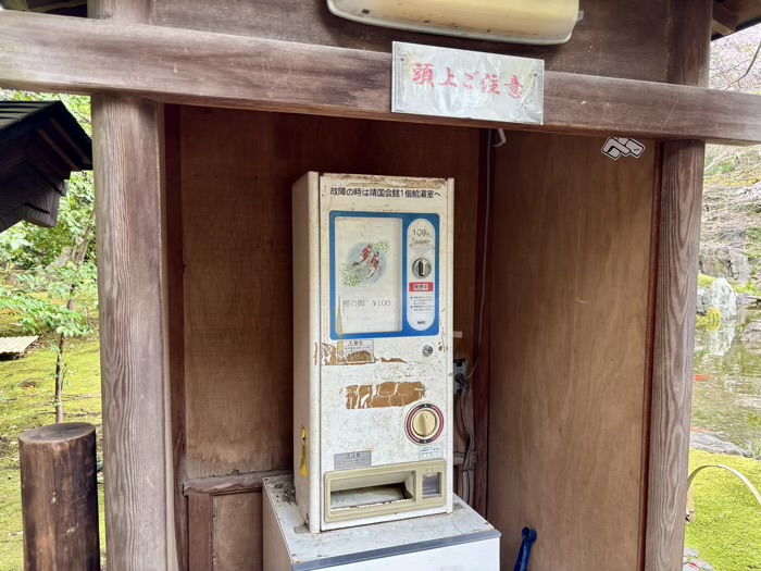 九段下 靖国神社 桜 神池庭園