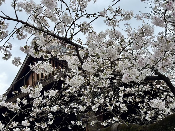 九段下 靖国神社 桜 ソメイヨシノの標本木