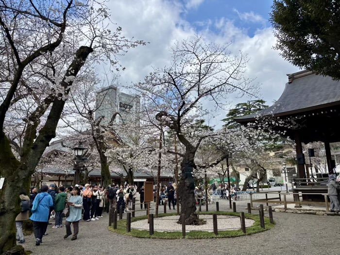 九段下 靖国神社 桜 ソメイヨシノの標本木