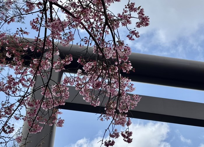 九段下 靖国神社 桜
