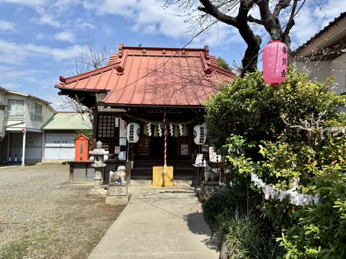 駒込 染井稲荷神社 桜