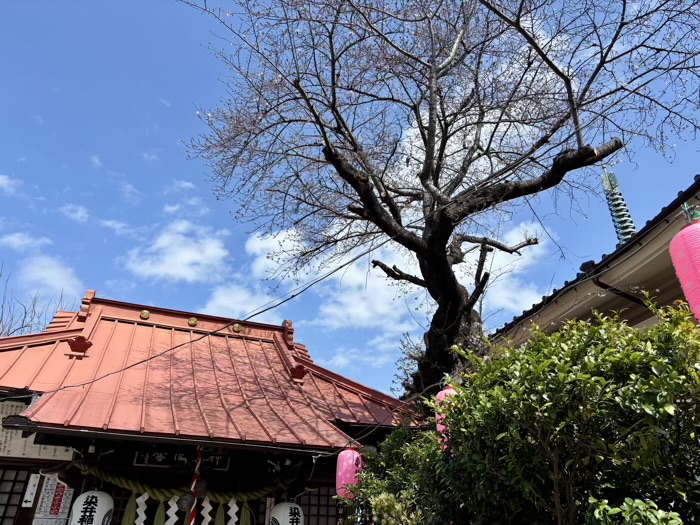 駒込 染井稲荷神社 桜