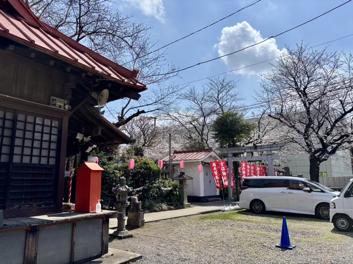 駒込 染井稲荷神社 桜