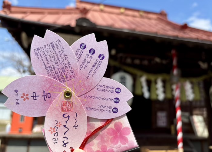 駒込 染井稲荷神社 桜みくじ