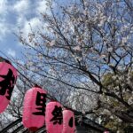 駒込　染井よしの桜の里公園　桜