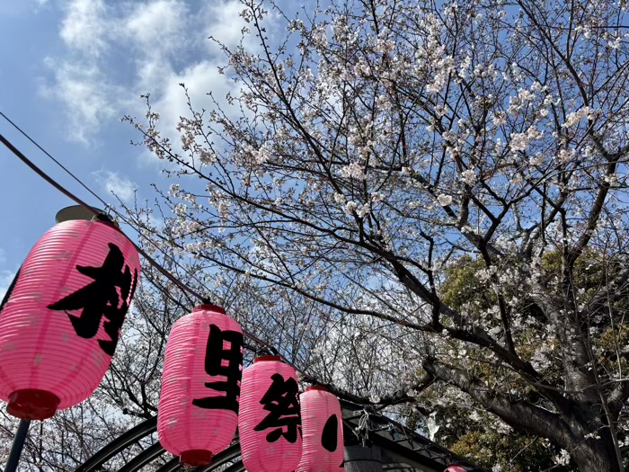 駒込 染井よしの桜の里公園 桜