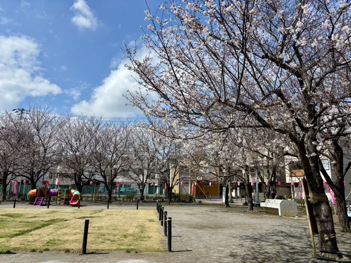 駒込 染井よしの桜の里公園 桜