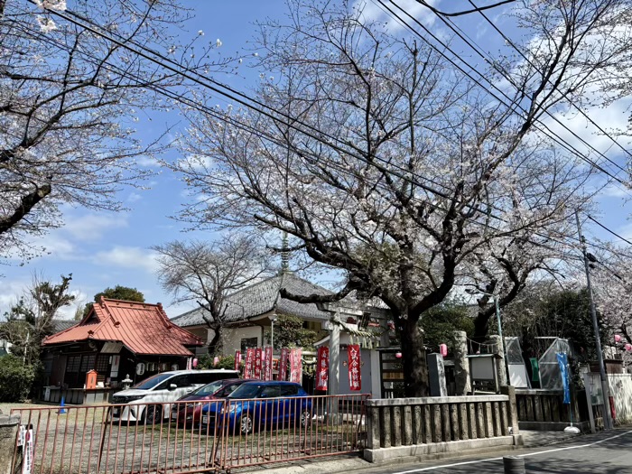 駒込 染井稲荷神社 桜