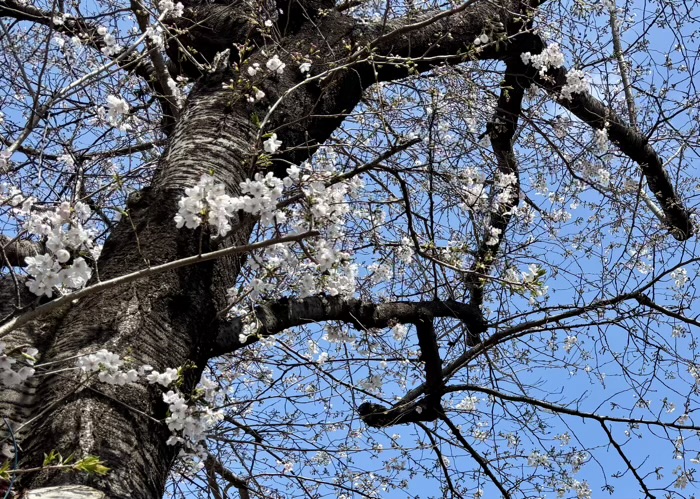 駒込 染井稲荷神社 桜
