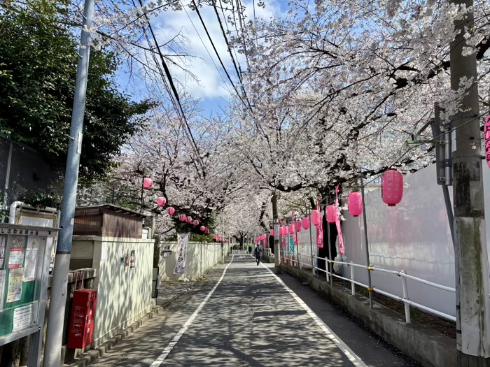 駒込 染井稲荷神社 桜