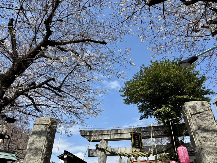 駒込 染井稲荷神社 桜
