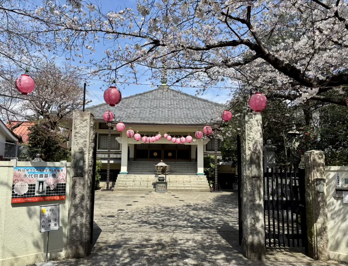 駒込 西福寺 桜