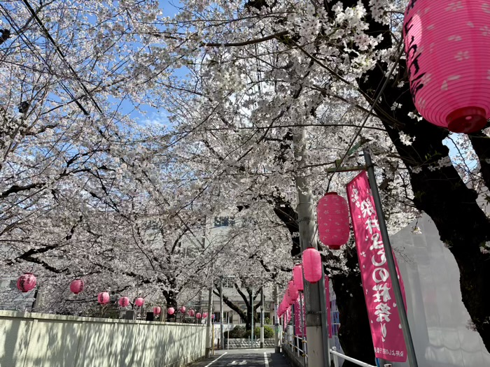 駒込 染井稲荷神社 桜