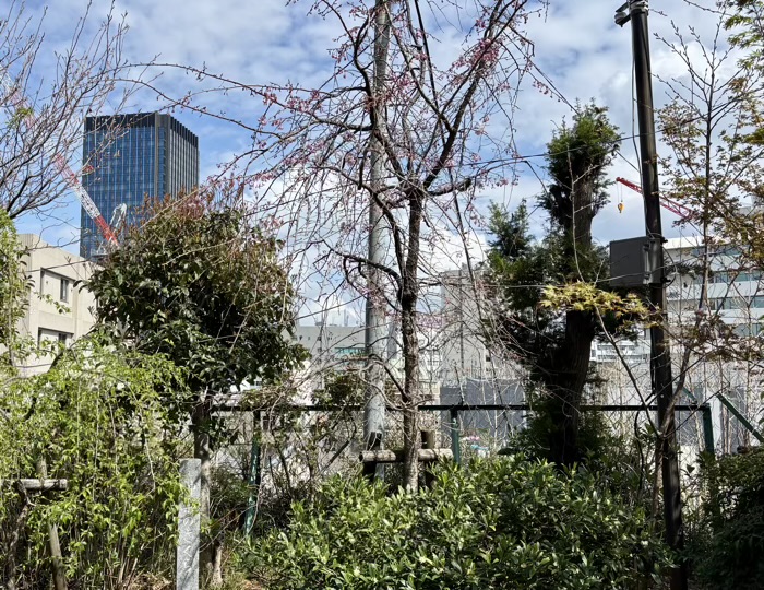 神楽坂 筑土八幡神社 神楽のさくら