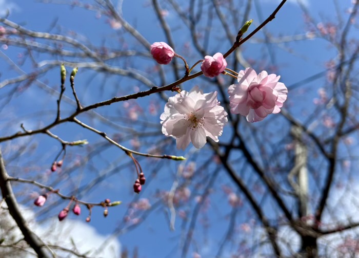 神楽坂 筑土八幡神社 神楽のさくら