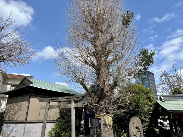 神楽坂 筑土八幡神社 銀杏