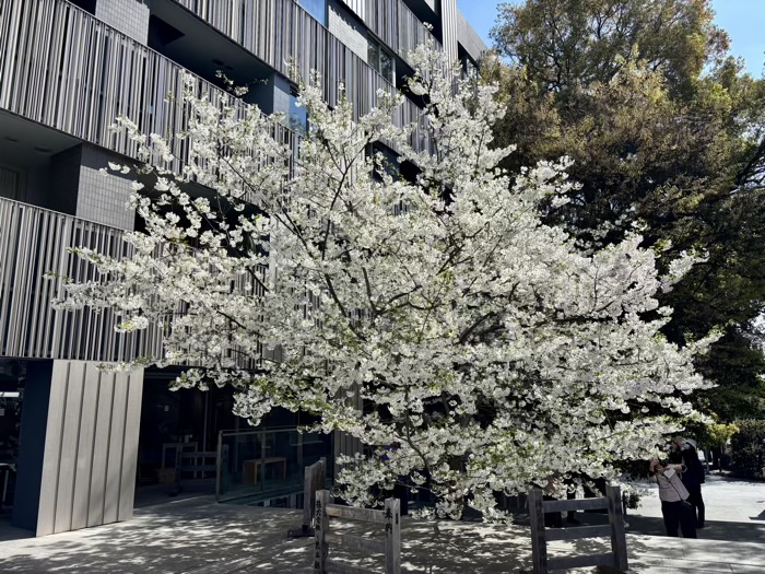 新宿神楽坂　赤城神社　桜