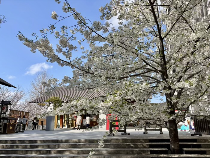 新宿神楽坂　赤城神社　桜