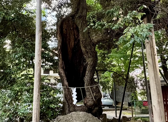 渋谷　金王八幡宮　御神木