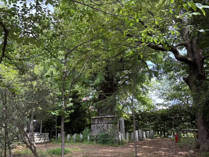 港区　芝東照宮　大公孫樹（家光公御手植天然記念物）